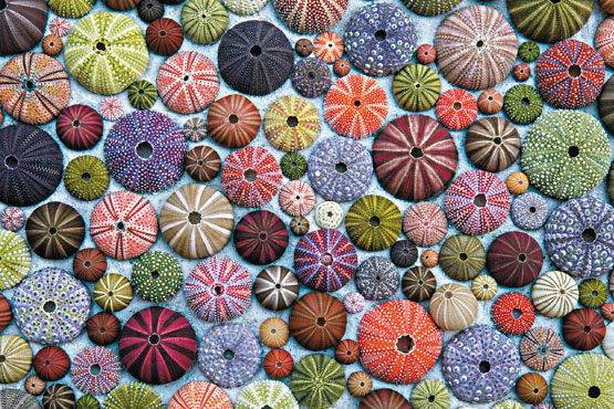 seeigel_548840.jpg seeigel_548840.jpg