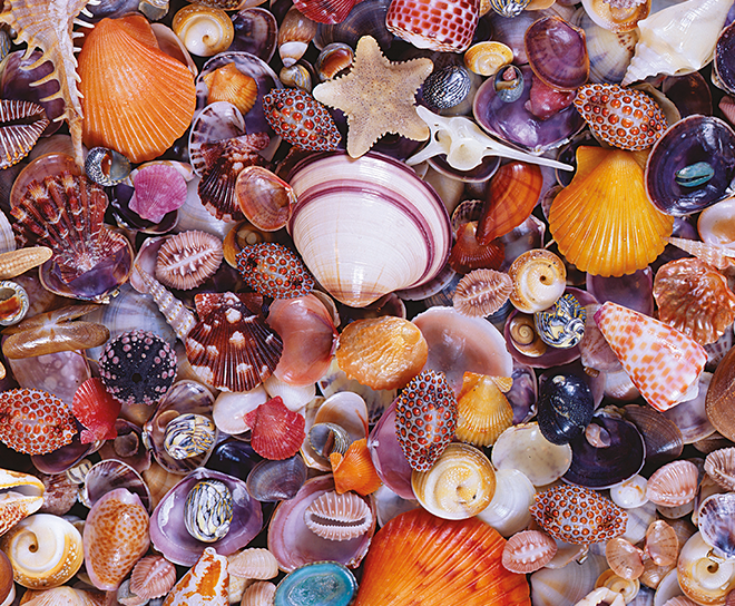 566349 Muscheln Teaser Small.png