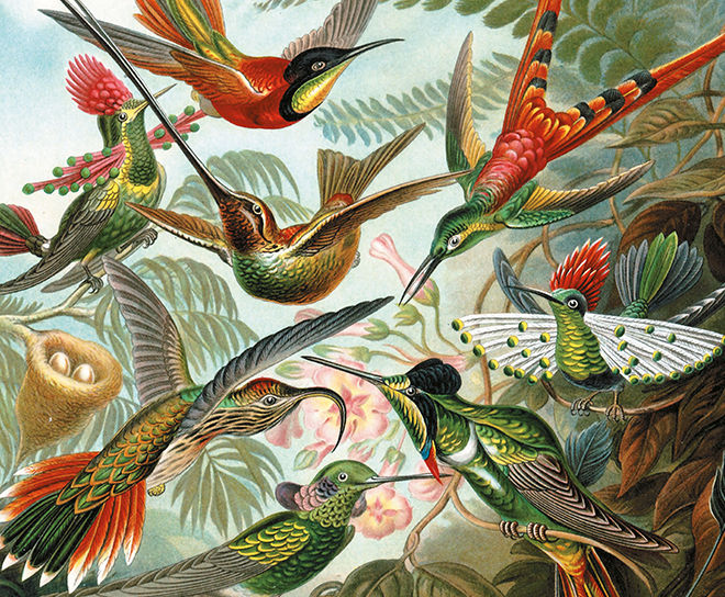 552847 Haeckel Kolibris Teaser Small.png