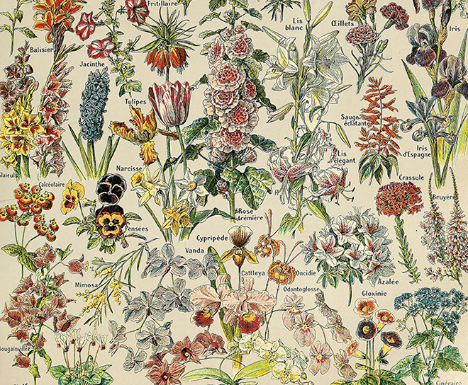 570544 Millot - Fleurs Teaser Small.png